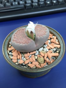 午前のﾒｾﾝ